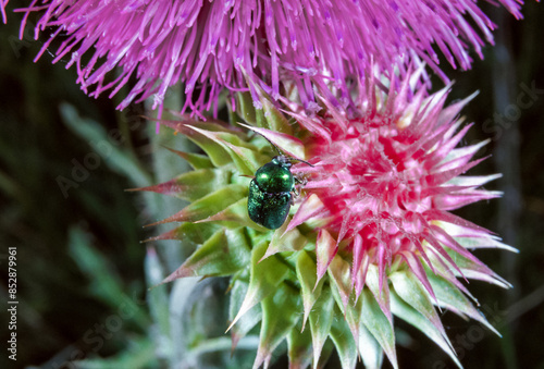 Tableau sur toile Cryptocephalus sericeus - small leaf beetle on a thistle flower, southern Ukrain
