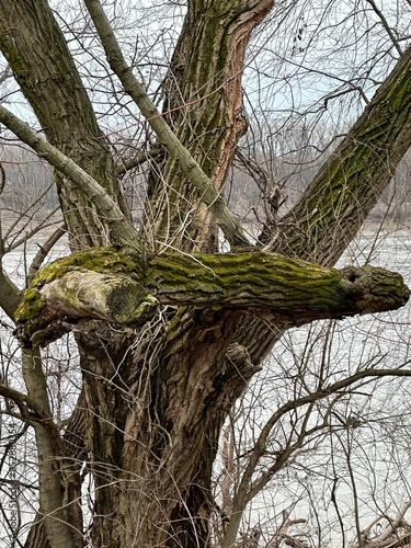 tree in winter by river