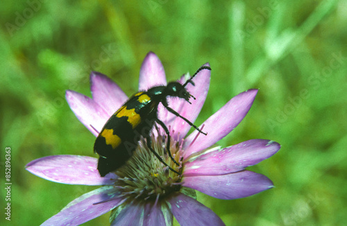 Mylabris pusilla  - a beetle sits on a flower against a background of green leaves photo