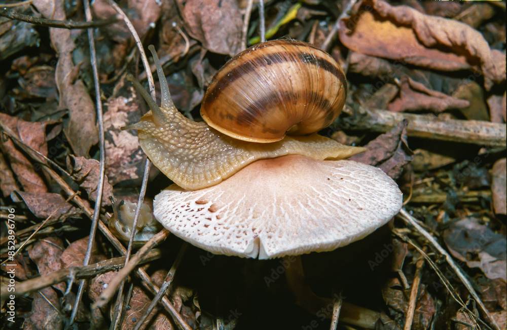 Burgundy snail, Roman snail (Helix pomatia), a large clam with a large curled brown shell crawls Burgundy snail, Roman snail (Helix pomatia), a large clam with a large curled brown shell crawls