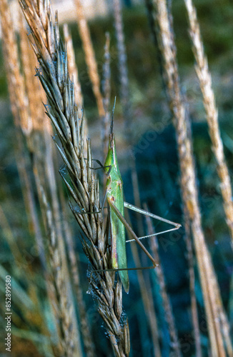 Acrida ungarica, a large green grasshopper sits on a plant photo