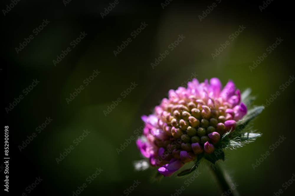 Red clover flower on summer green meadow. Lithuania Red clover flower on summer green meadow. Lithuania
