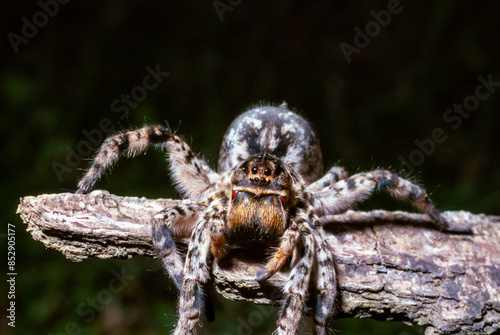 Lycosa singoriensis - a large spider living in vertical burrows in the ground photo