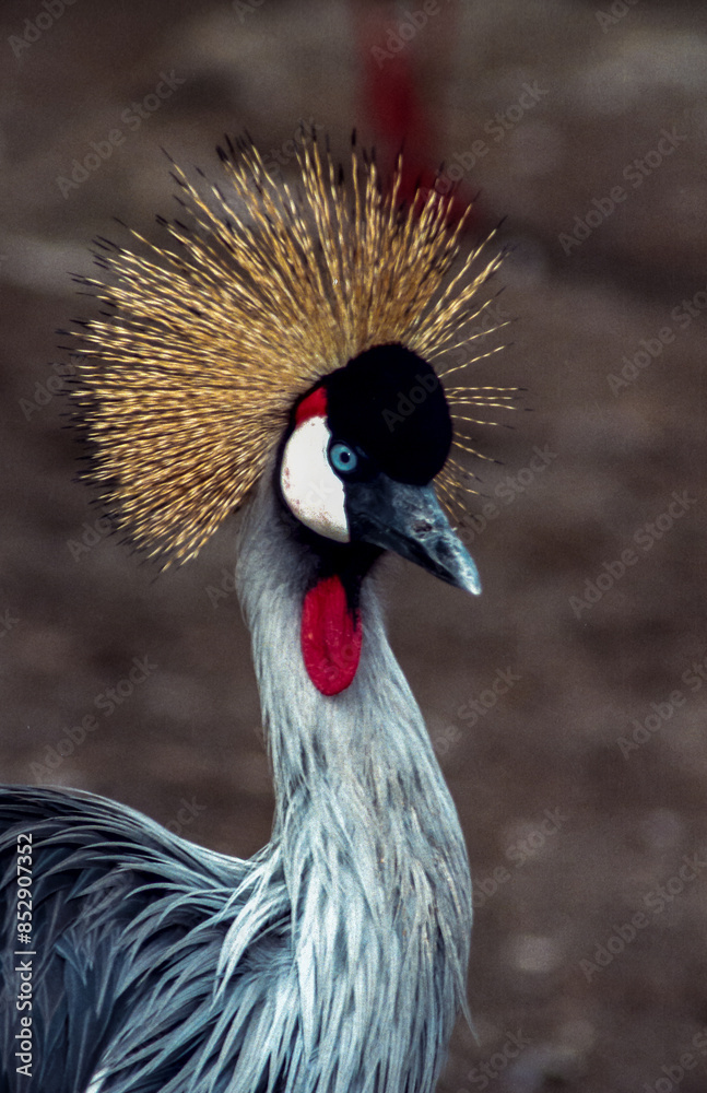 Fototapeta premium The grey crowned crane (Balearica regulorum), bird in the zoo in Odessa