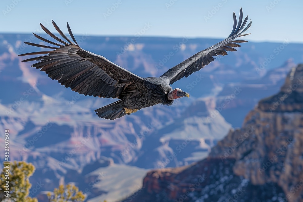 Fototapeta premium A California condor soaring over the Grand Canyon, its massive wingspan and striking black and white plumage visible against the deep blue sky.