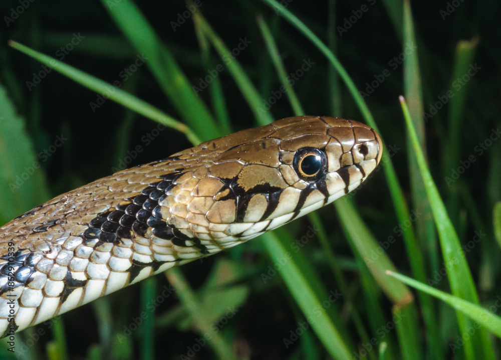 Fototapeta premium The dice snake (Natrix tessellata), close-up of a water snake's head