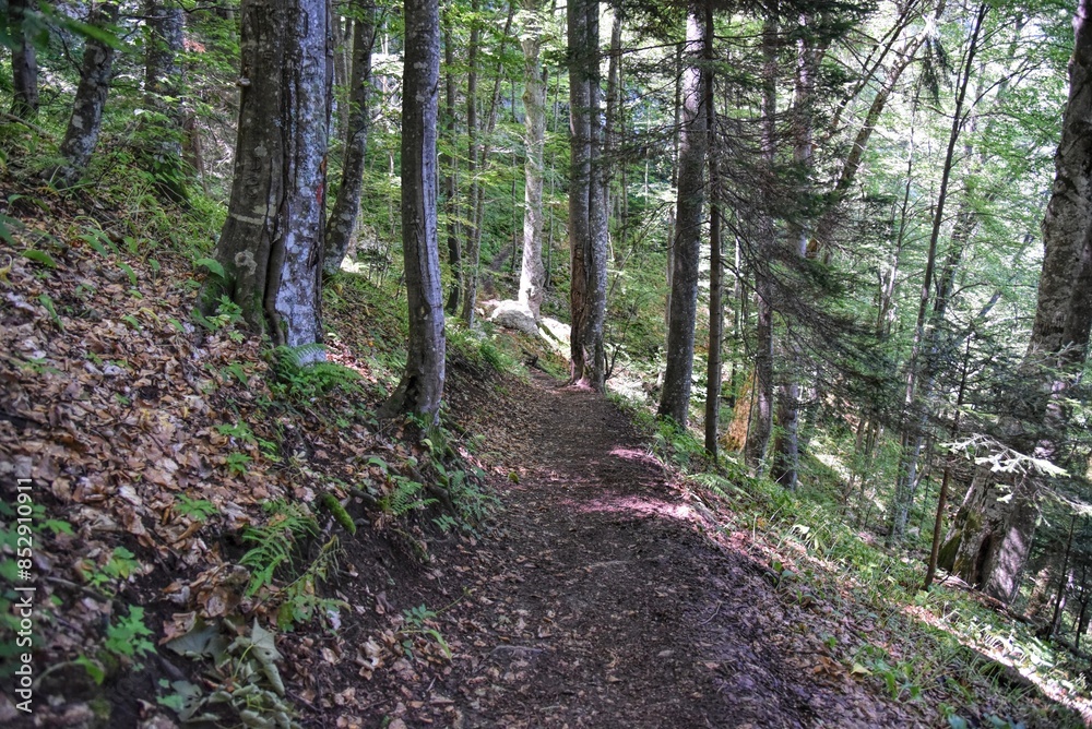 Photography of hiking trail in wild forest Photography of hiking trail in wild forest