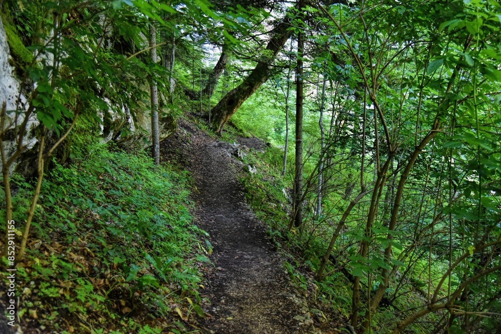 Photography of hiking trail in wild forest Photography of hiking trail in wild forest