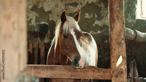 Horse standing in corral close up. Beautiful mare, brown stallion. Training domestic animals. Countryside life, rancho concept.
