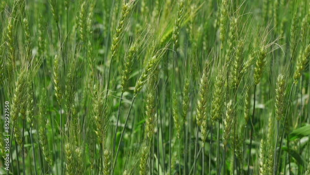 Barley fields about to mature in June in Northeast China Barley fields about to mature in June in Northeast China