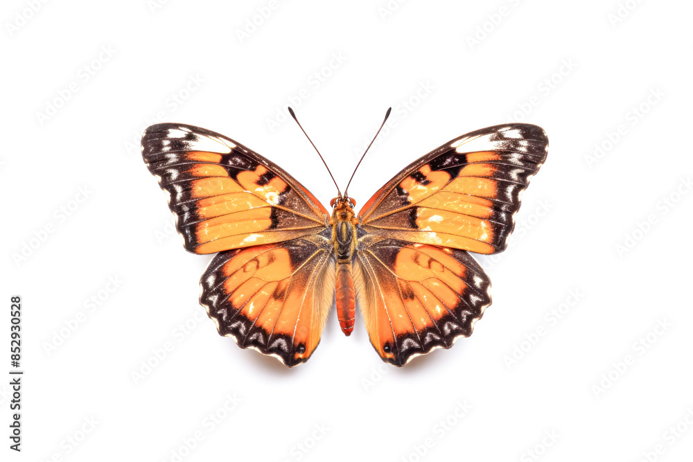 Fototapeta premium A large orange butterfly with black markings on its wings
