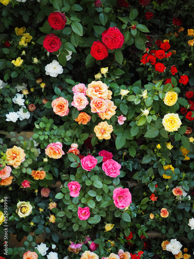 Garden of Roses Garden of Roses