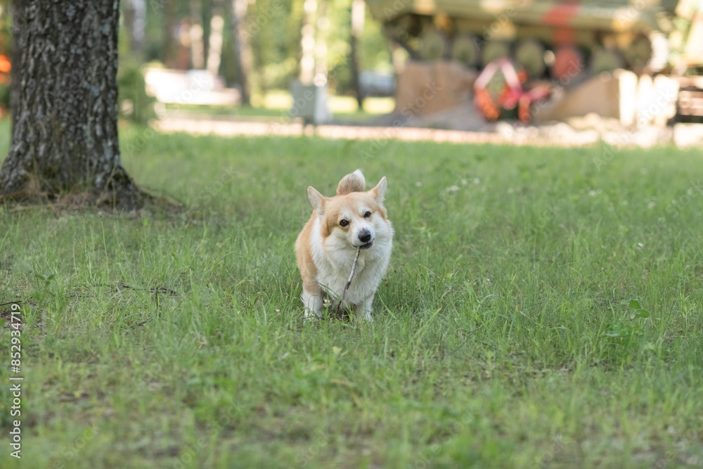 A beautiful purebred corgi plays in a summer park. A beautiful purebred corgi plays in a summer park.