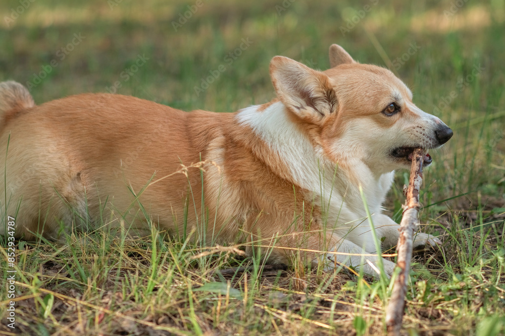 A beautiful purebred corgi plays in a summer park. A beautiful purebred corgi plays in a summer park.
