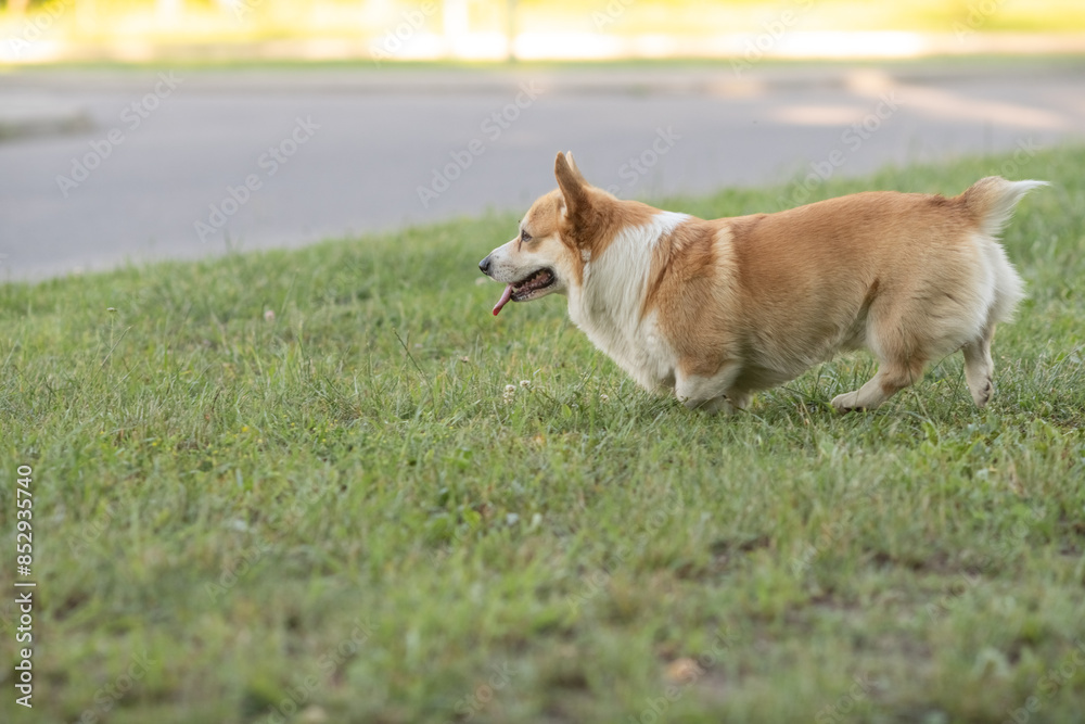 A beautiful purebred corgi plays in a summer park. A beautiful purebred corgi plays in a summer park.
