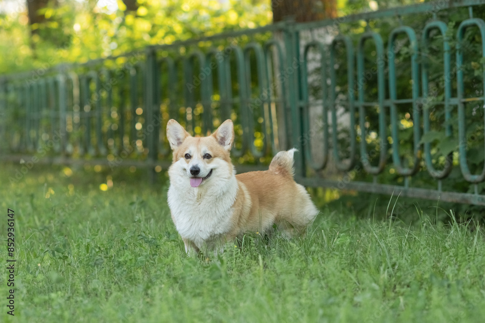 A beautiful purebred corgi plays in a summer park. A beautiful purebred corgi plays in a summer park.