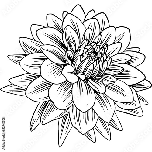 Vászonkép Hand drawn Dahlia Flower Sketch Illustration