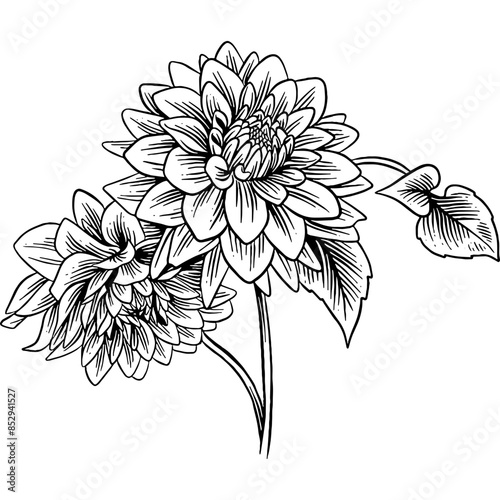 Fotografie Hand drawn Dahlia Flower Sketch Illustration