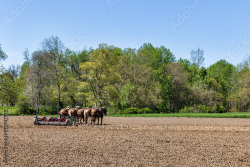 Work horses waiting with disk in nearly finished field in early spring. Rural Indiana. photo