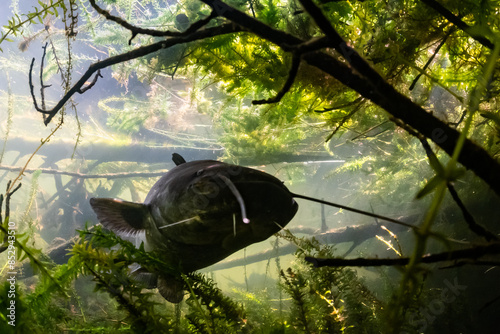 wels catfish photo