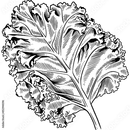 Hand drawn Kale Leaf Sketch Illustration
