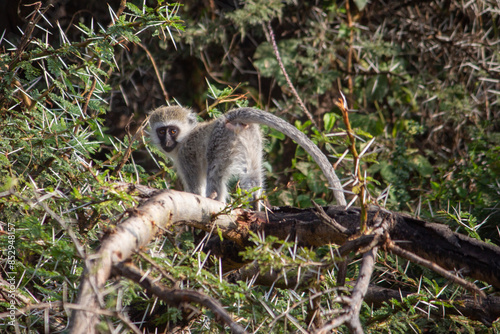 A juvenile vervet monkey looks back at the camera in The Masai Mara, Kenya