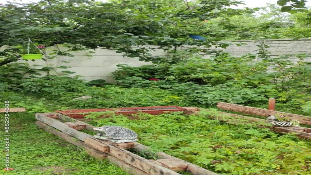 patio. country house. wooden flower beds and lawn. trees in the garden. small patio with garden. growing fruits and vegetables at home. small farm. patio. country house. wooden flower beds and lawn. trees in the garden. small patio with garden. growing fruits and vegetables at home. small farm.