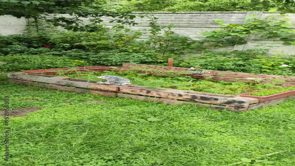 patio. country house. wooden flower beds and lawn. trees in the garden. small patio with garden. growing fruits and vegetables at home. small farm. patio. country house. wooden flower beds and lawn. trees in the garden. small patio with garden. growing fruits and vegetables at home. small farm.