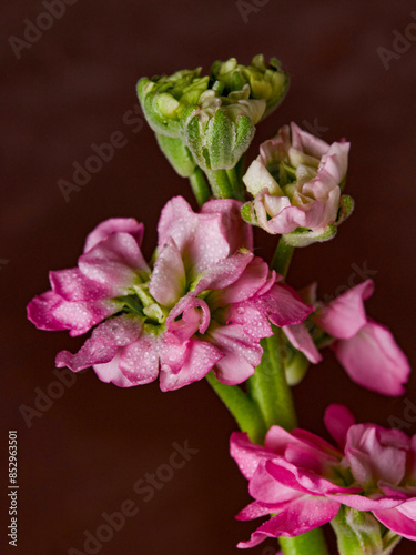 Bouquet of pink peony flowers close up. Womens day or wedding concept.