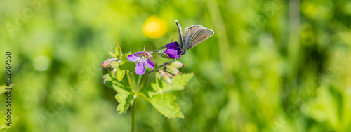 Gemeiner Bläuling Schmetterling auf der Blüte eines blauen Strochenschnabels