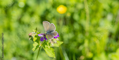 Gemeiner Bläuling Schmetterling auf der Blüte eines blauen Strochenschnabels