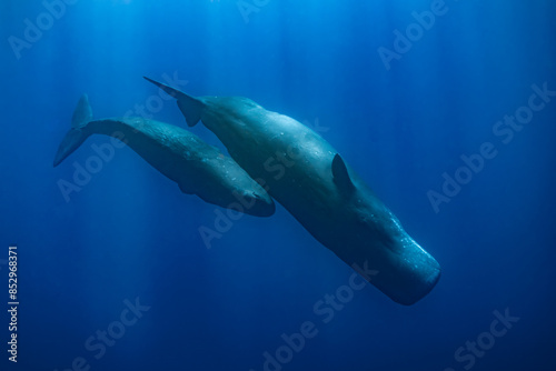 sperm whale or cachalot around the island of Mauritius