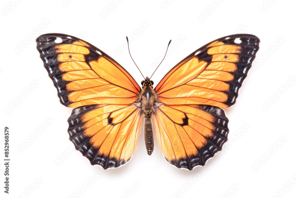 A large orange butterfly with black markings on its wings. A large orange butterfly with black markings on its wings.