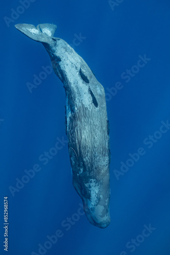 sperm whale or cachalot around the island of Mauritius photo