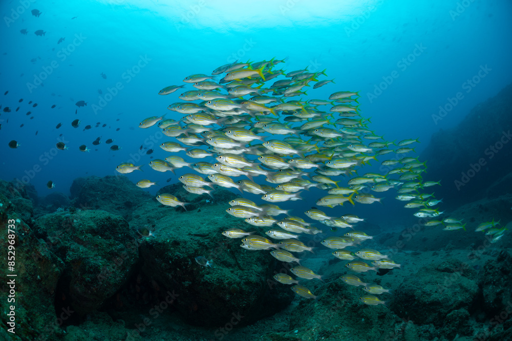 Fototapeta premium The bigeye snapper (Lutjanus lutjanus) also known as the bigeye seaperch or red sea lined snapper or golden striped snapper or rosy snapper or yellow snapper