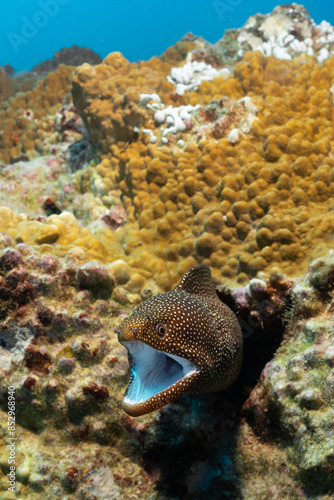 whitemouth moray photo