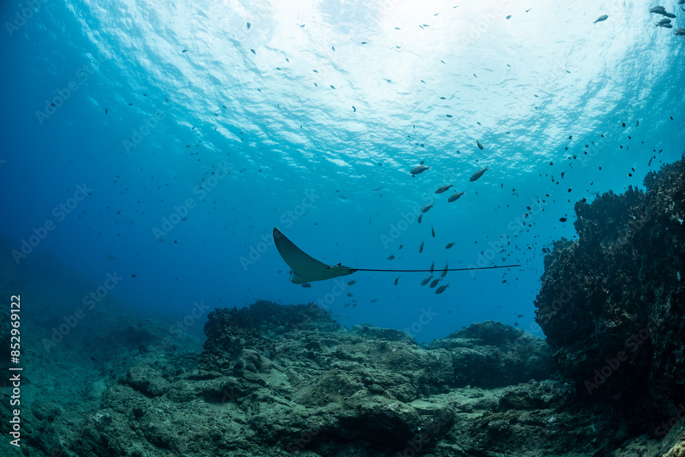 Fototapeta premium spotted eagle ray