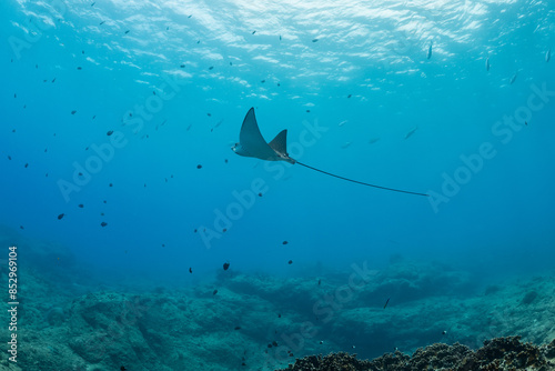 spotted eagle ray photo