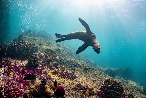 Cape or Brown fur seal or sea lion playing with diver in South Africa photo