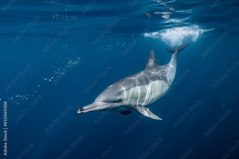 Obraz premium Pod of common dolphins (Delphinus delphis) swimming in the Atlantic Ocean near the Western Cape coast of South Africa