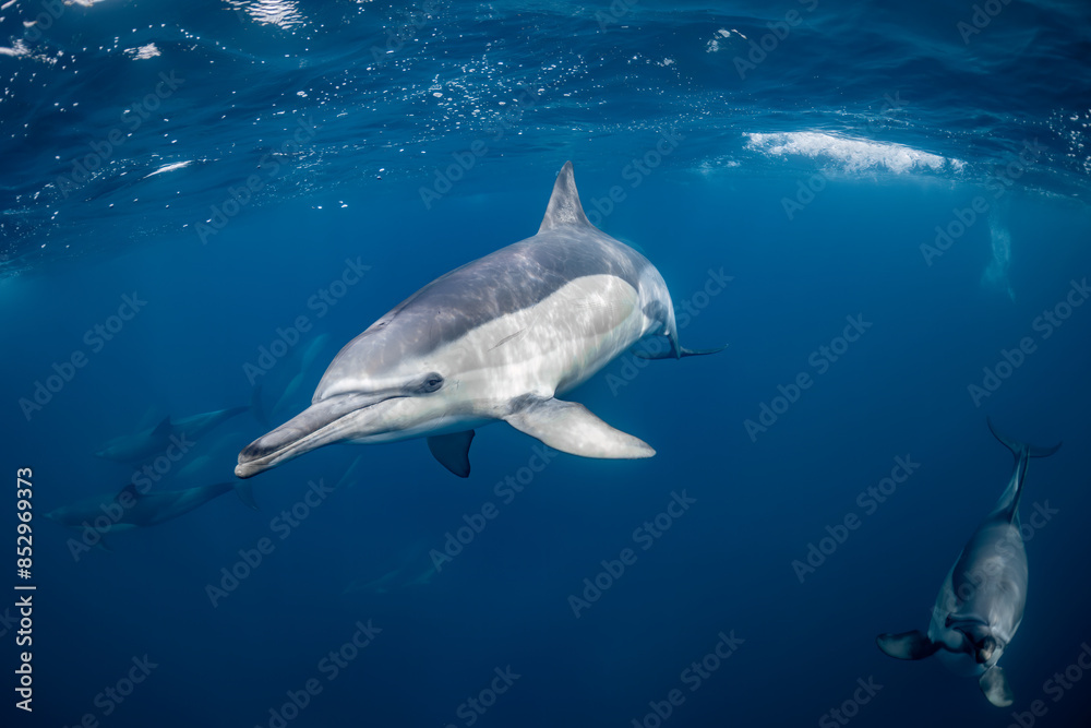 Obraz premium Pod of common dolphins (Delphinus delphis) swimming in the Atlantic Ocean near the Western Cape coast of South Africa