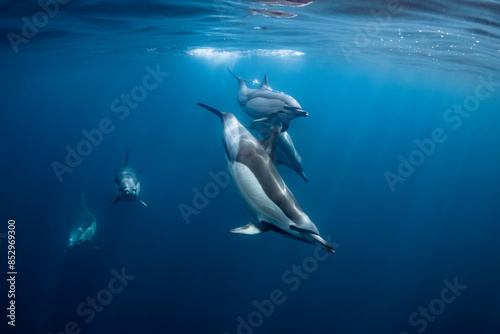 Bilde på lerret Pod of common dolphins (Delphinus delphis) swimming in the Atlantic Ocean near t