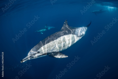 Pod of common dolphins (Delphinus delphis) swimming in the Atlantic Ocean near the Western Cape coast of South Africa photo