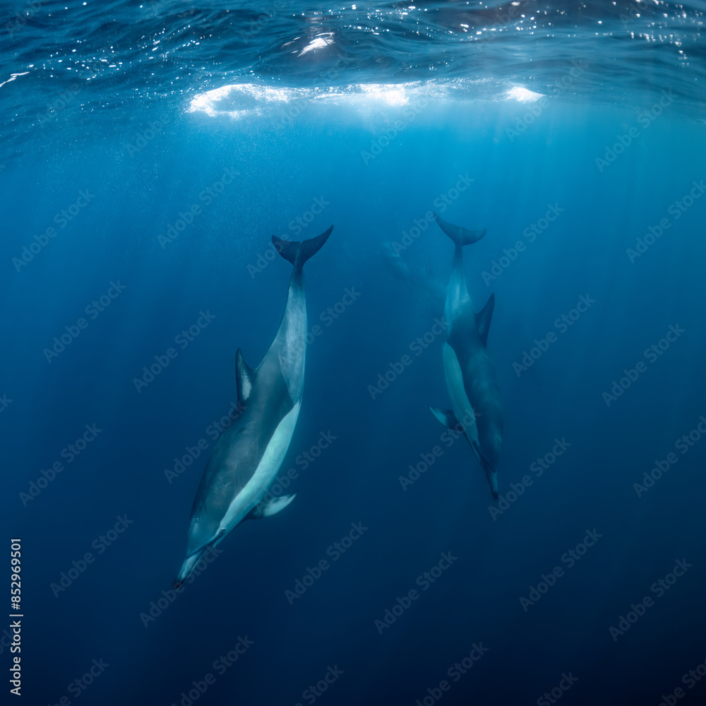 Fototapeta premium Pod of common dolphins (Delphinus delphis) swimming in the Atlantic Ocean near the Western Cape coast of South Africa