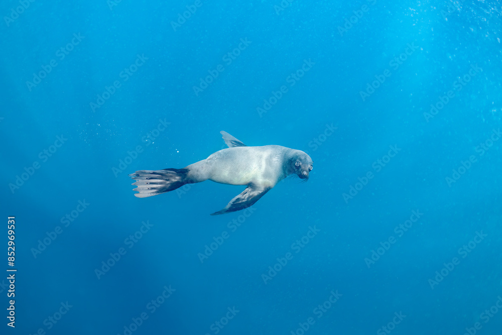 Naklejka premium Cape or Brown fur seal or sea lion playing with diver in South Africa