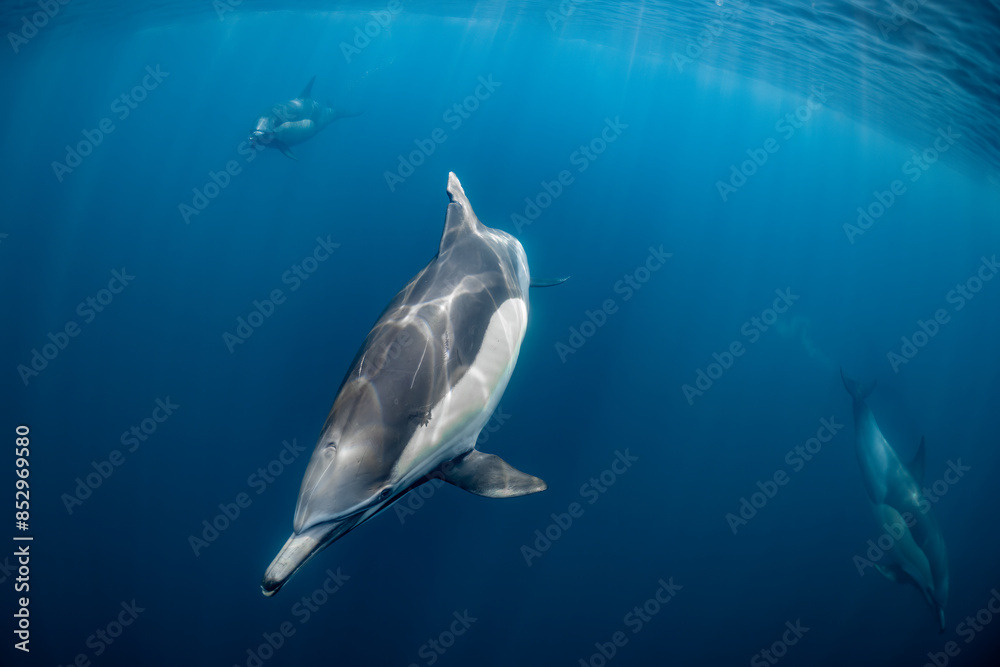 Obraz premium Pod of common dolphins (Delphinus delphis) swimming in the Atlantic Ocean near the Western Cape coast of South Africa