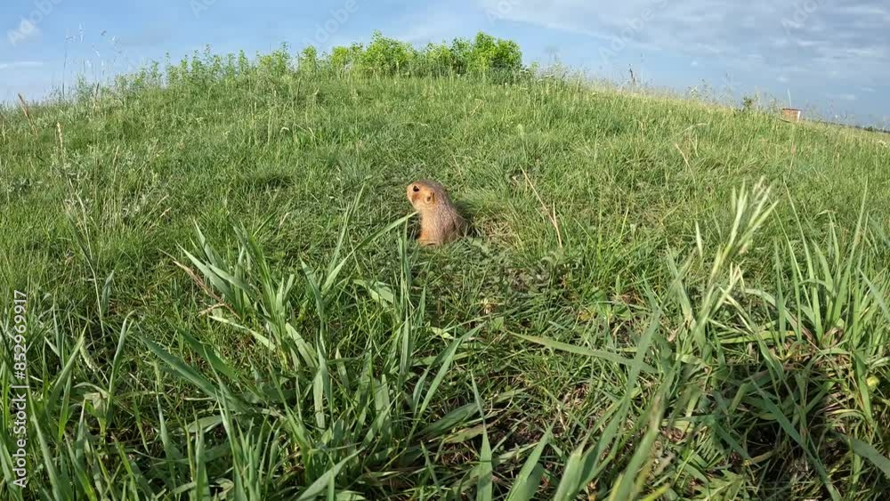 A groundhog peeks out of its burrow. Observation of wild animals. A groundhog peeks out of its burrow. Observation of wild animals.