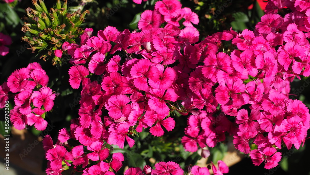 Full screen Cluster of purple pink flowers of Dianthus barbatus (the sweet William), in a dark background of leaves Full screen Cluster of purple pink flowers of Dianthus barbatus (the sweet William), in a dark background of leaves