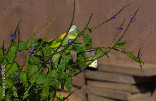 2 Yellow Emigrant butterflies (Catopsilia pomona) (Common Emigrant)  on branches of blue portweed (Seemakongini Flower) (Blue Snakeweed), with a bokeh background of red wall and bricks photo