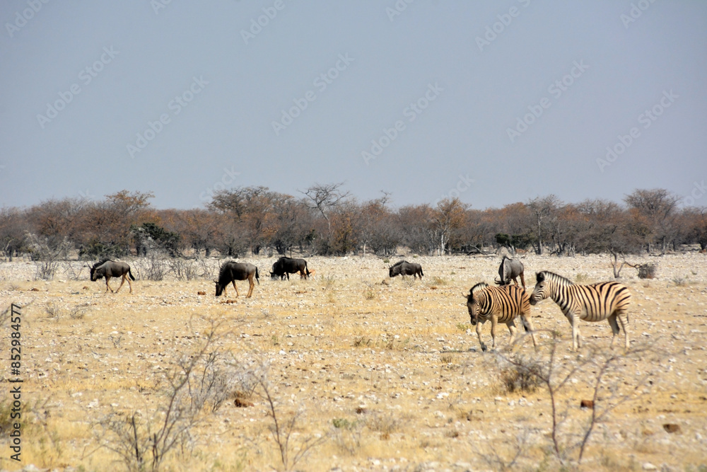 Zebras and wildebeest walk on the savannah on dry grass in a natural environment in the bright sun in a national park. Kenya, Africa Zebras and wildebeest walk on the savannah on dry grass in a natural environment in the bright sun in a national park. Kenya, Africa